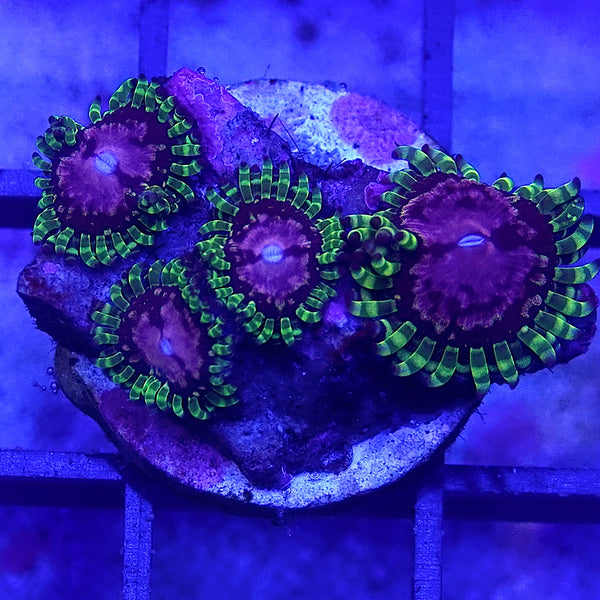 Purple Monster Zoanthid – Insane Coral