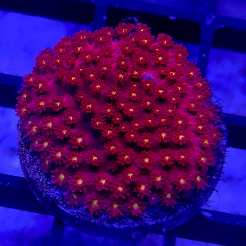 Red with Yellow Mouth Bernardpora