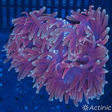 Indo Long Tentacle Anemone