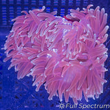 Indo Long Tentacle Anemone